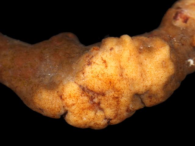 Sea Oak Halidrys siliquosa brown algae gall unknown agent Hannafore Algal Gall images